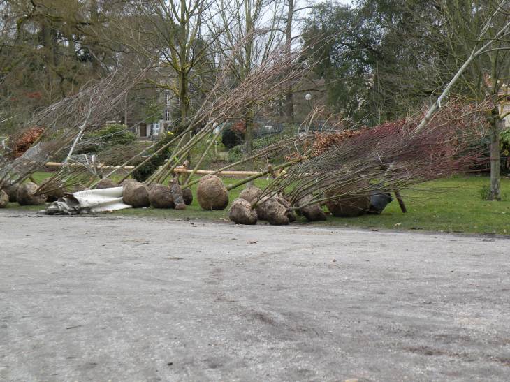  arbustes attendant d'être plantés, jardin public